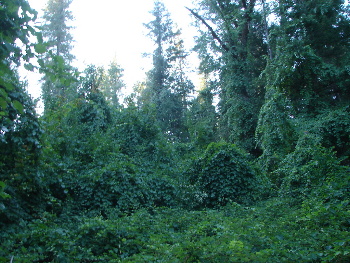 Rain forest